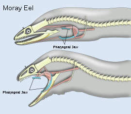 moray eel